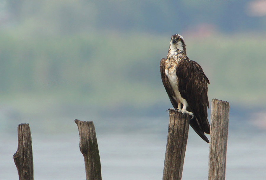 Falco pescatore